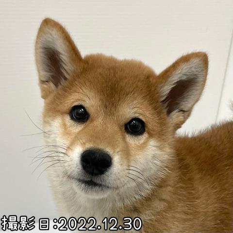 柴犬