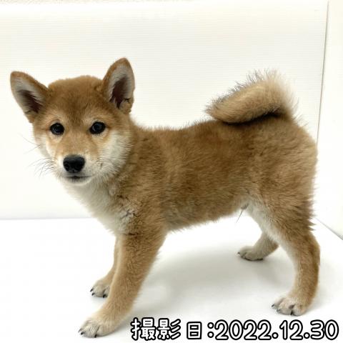柴犬