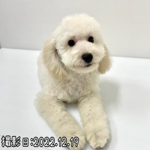 トイプードル