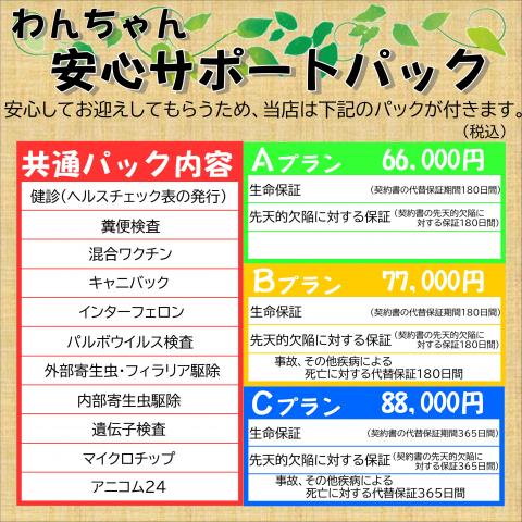 ミニチュアシュナウザー