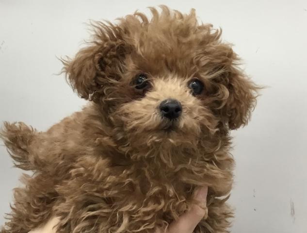 トイプードル