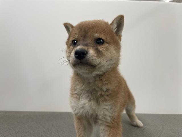 柴犬