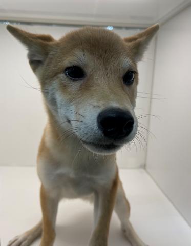 柴犬