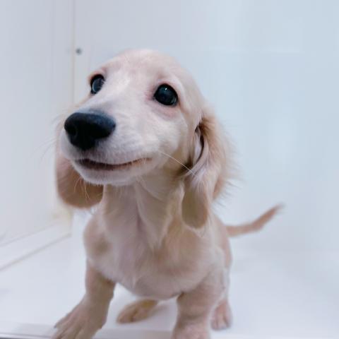 ミニチュアダックスフンド
