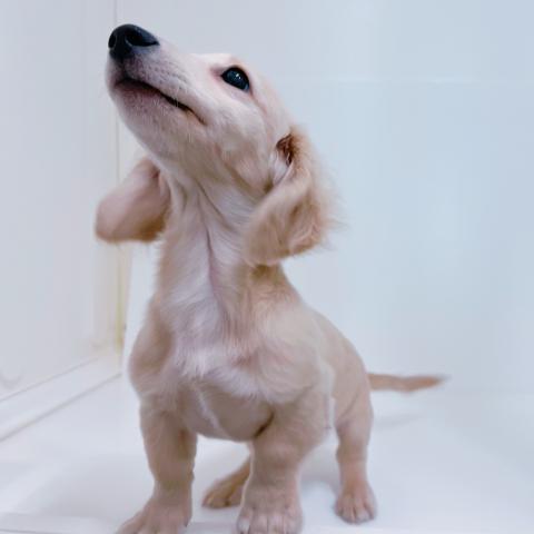 ミニチュアダックスフンド