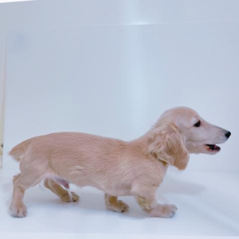 ミニチュアダックスフンド