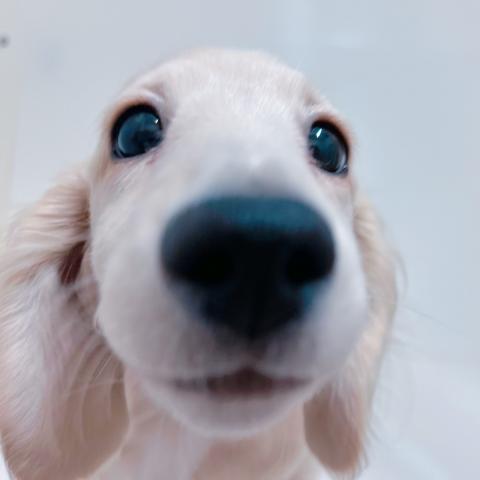 ミニチュアダックスフンド