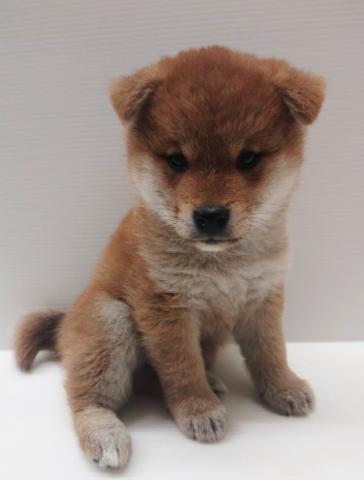 柴犬