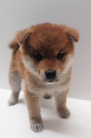 柴犬