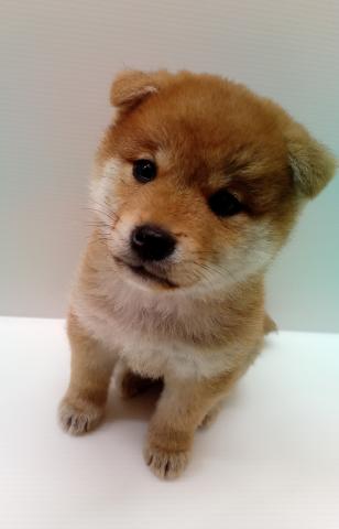 柴犬