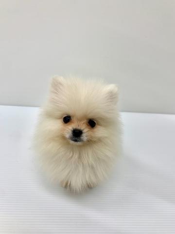 ポメラニアン