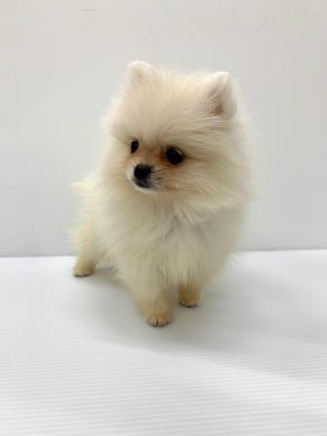 ポメラニアン