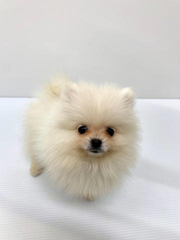 ポメラニアン