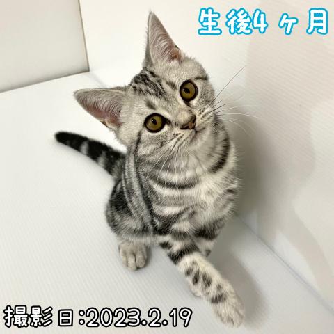アメリカンショートヘアー