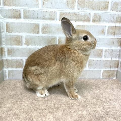 ネザーランドドワーフ