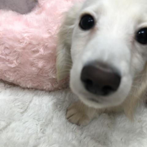 ミニチュアダックスフンド