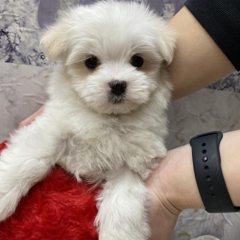 マルチーズ