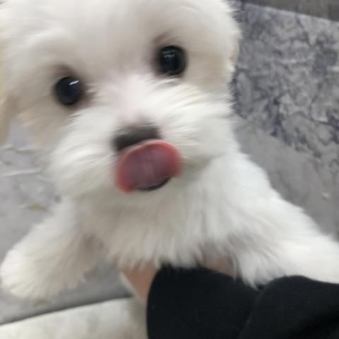 マルチーズ