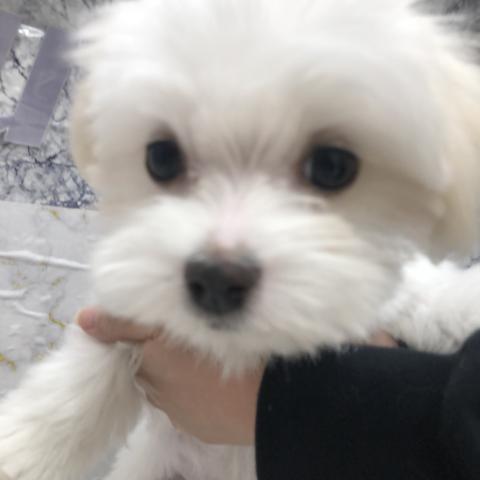 マルチーズ