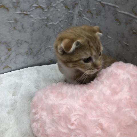 スコティッシュフォールド