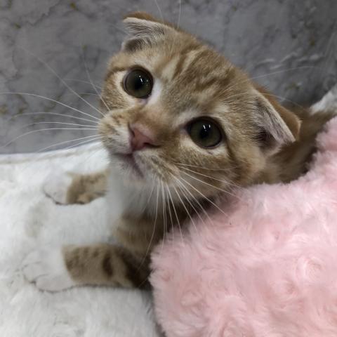 スコティッシュフォールド