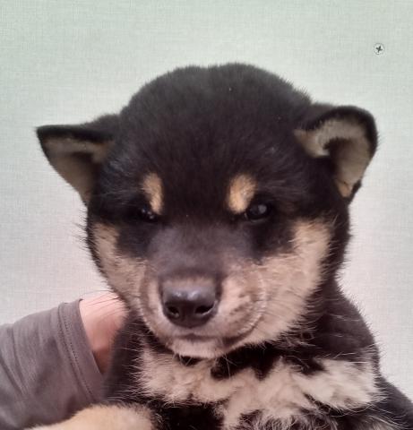 柴犬