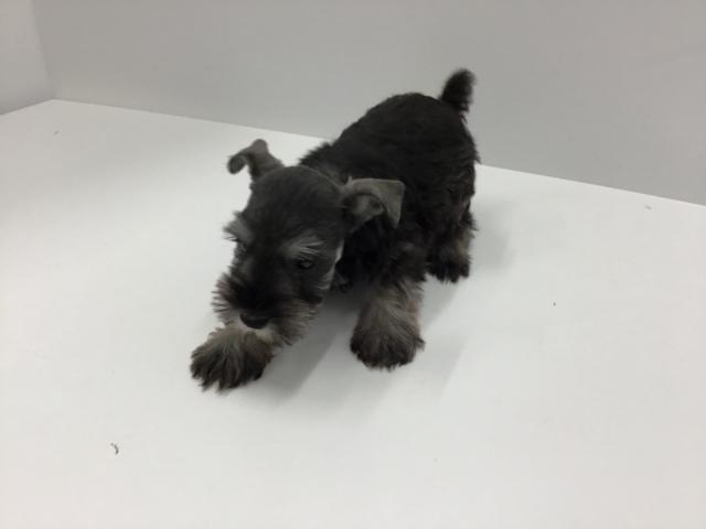 ミニチュアシュナウザー