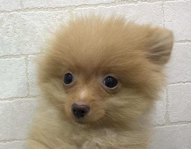 ポメラニアン