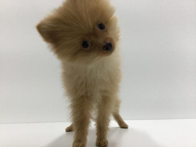 ポメラニアン