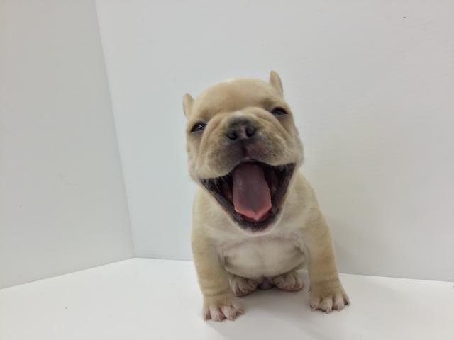 フレンチブルドッグ