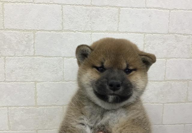 柴犬