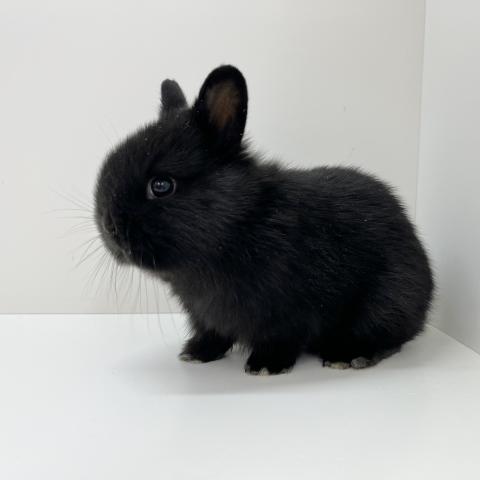 ミニウサギ