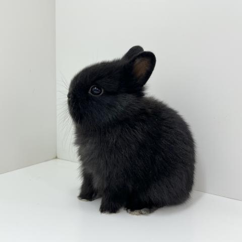 ミニウサギ