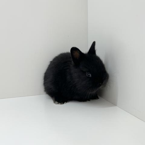 ミニウサギ