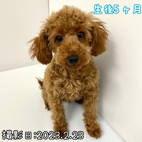 トイプードル